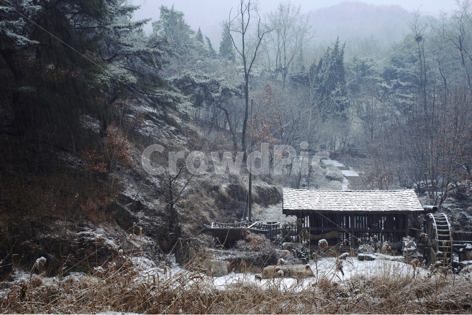 겨울,눈,물레방아,너와집,자연,계절,winter,감성,기분,feeling,watermill,snow,지붕,숲,나무,갈대,홍제천,겨울,계절,winter,season,자연,풍경,nature,landscape,한국자연풍경,한국자연경관,korea nature landscape,시골,마을,country,rural,town,outdoors,옥외,building,건물