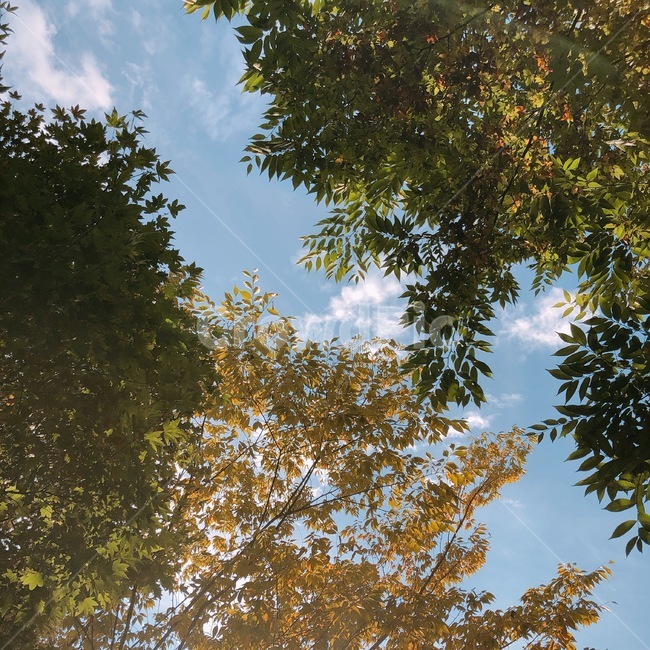 forest,나무,나무줄기,plant,식물,식물,자연,plants,nature