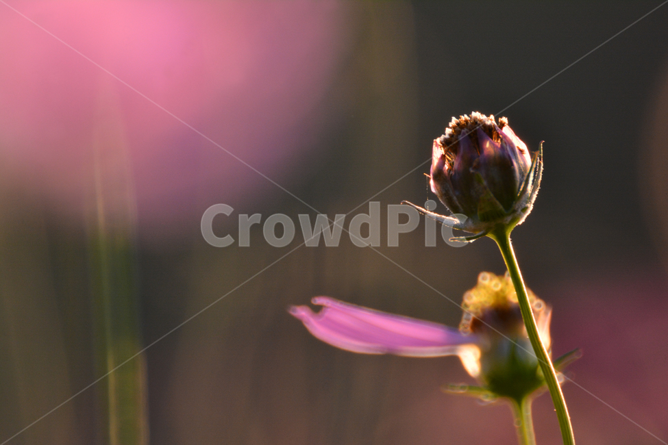 가을,가을배경,감성사진,코스모스,가을꽃,들꽃,가을분위기,가을서정,가을감성,보케,빛망울,플레어,flowers,꽃잎,꽃술,분홍색,핑크색,background,season,autumn,fall,feeling,sensible,반사,emotional,9월,10월,11월,배경,바탕,빨강색,pink,red,백그라운드,bokeh,해질무렵,꽃대,plant,식물,가을,계절,fall,autumn,season,식물,자연,plants,nature,꽃,flower,sprout,새싹,blossom,bud,싹