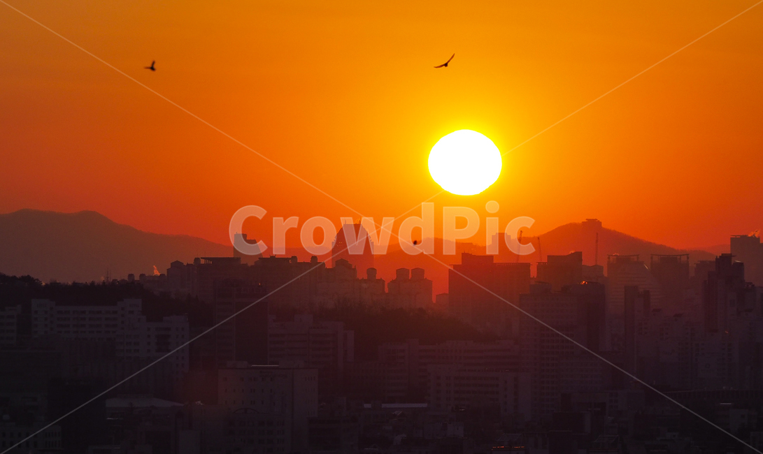 서울,일출,남산,갈대공원,태양,도시,풍경,city,landscape,한국도시풍경,한국도시경관,korea cityscape,실루엣,그림자,silhouette,shadow,nature,자연,outdoors,옥외,sky,하늘,red sky,붉은 하늘,sunset,일몰,dawn,새벽,dusk,황혼,animal,동물,bird,새
