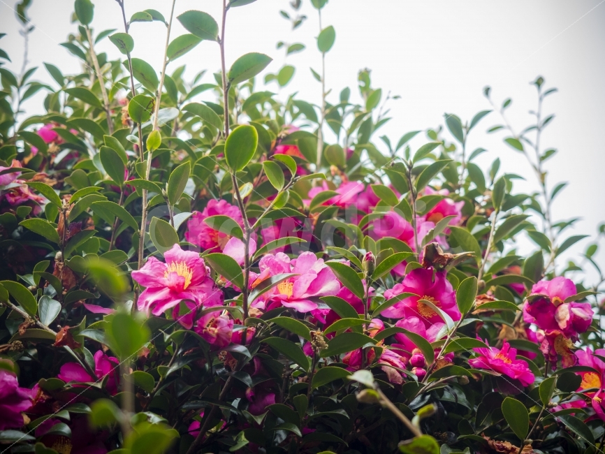 제주,위미동백나무군락지,동백,동백꽃,꽃,jeju,camellia,flower,colors,colours,식물,자연,plants,nature,꽃,flower