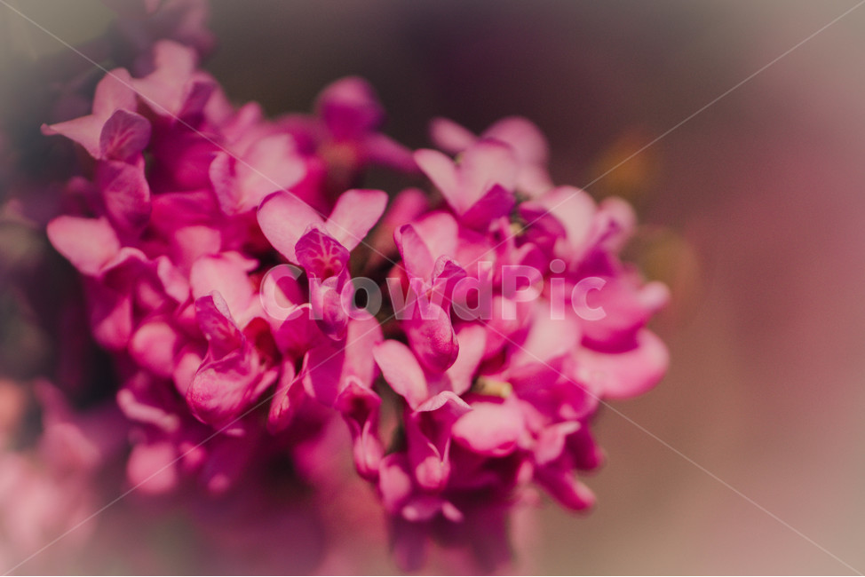 접사,꽃,봄,예쁜꽃,출사,식물,자연,plants,nature,꽃,flower,감성,sensible,feeling