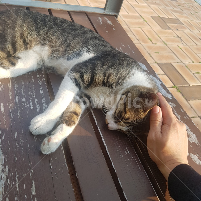 고양이,길고양이,나비야,귀요미,길냥이,동물,animal,포유류,mammal,고양이,cat,kitten,kitty