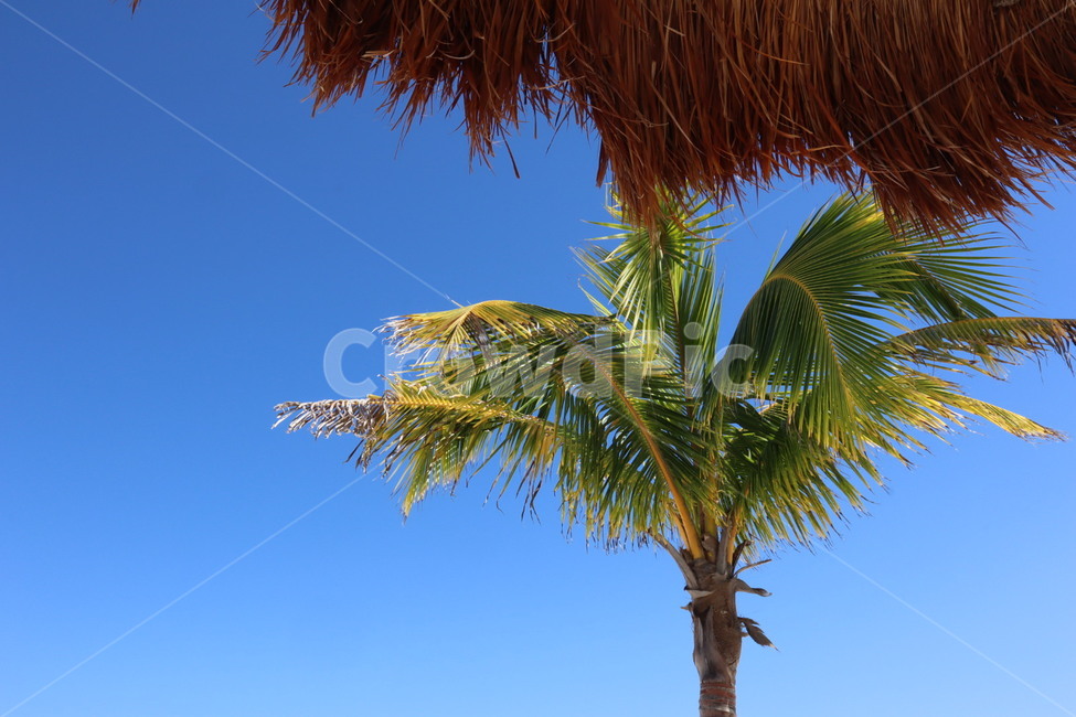 야자수,palmtree,여름,하늘,나무,식물,자연,plants,nature,나무,trees,wood