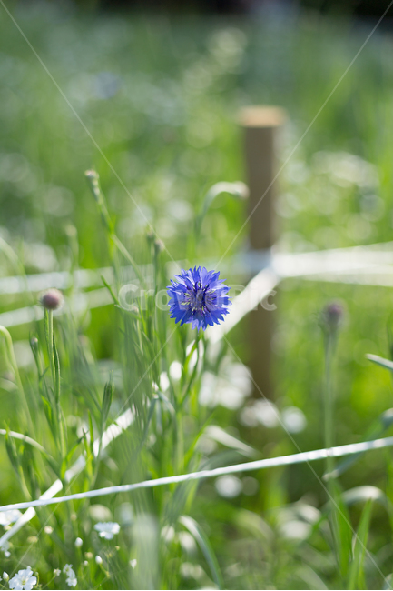 수레국화,식물,자연,꽃,클로즈업,식물,자연,plants,nature,꽃,flower