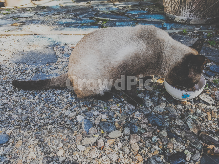 고양이,길고양이,도둑고양이,cat,샴고양이,유기묘,동물,animal,포유류,mammal,고양이,cat,kitten,kitty