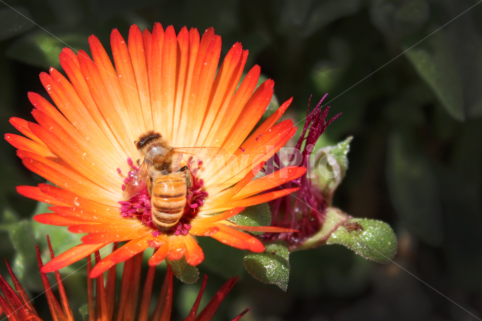 꽃,꿀벌,식물,곤충,자연,식물,자연,plants,nature,꽃,flower,동물,animal,곤충,벌레,insect,bug
