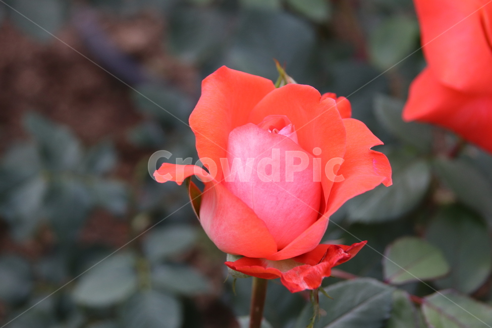 장미꽃,장미,꽃,자연,풍경,이곡장미공원,식물,자연,plants,nature,꽃,flower