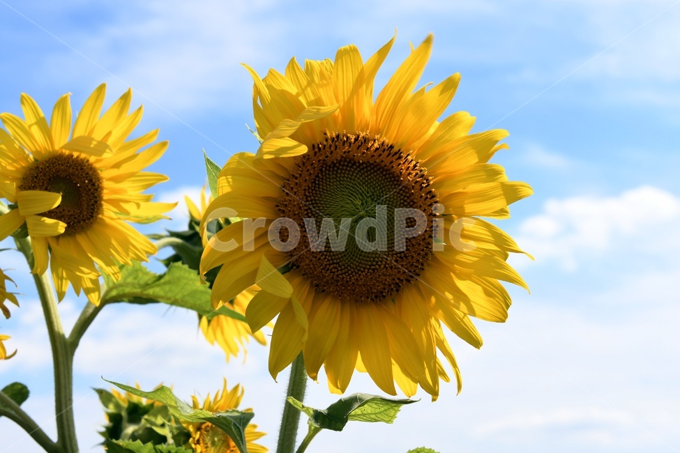 해바라기,꽃,선플라워,꽃밭,해바라기씨,sunflower,황금꽃,여름,계절,summer,season,가을,fallautumn,식물,자연,plants,nature,flower,식물,자연,plants,nature,꽃,flower