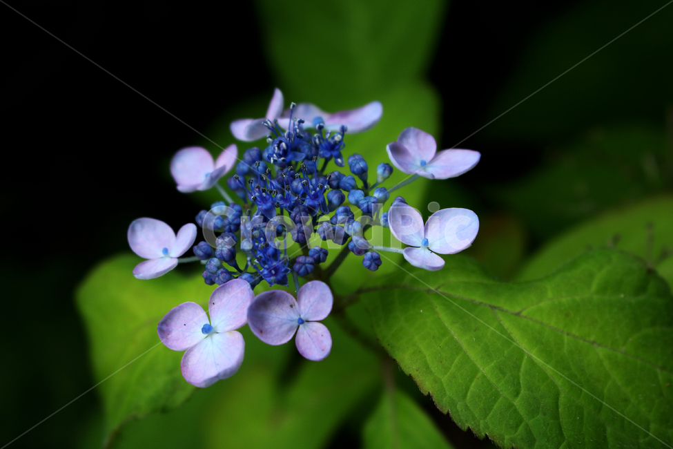 plant,leaf,flower,나뭇잎,식물,꽃,식물,자연,plants,nature,꽃,flower