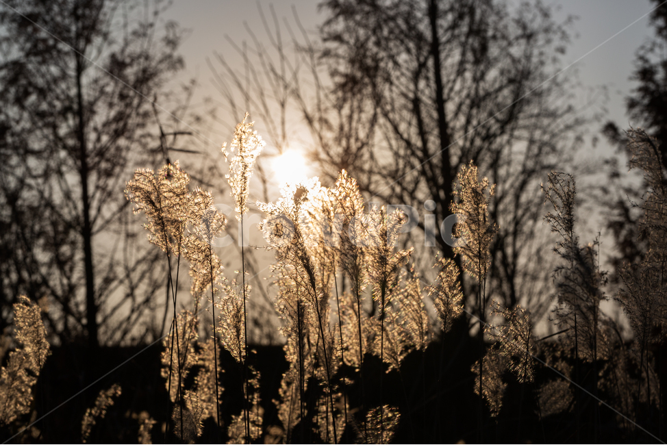 자연,풍경,가을,저녁,석양,억새,가을,계절,fall,autumn,season,grass,잔디,plant,식물,lawn,reed,갈대