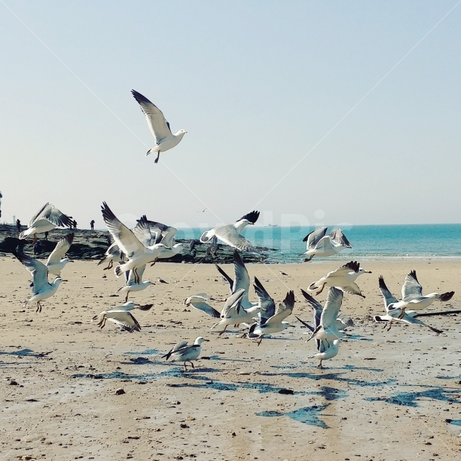 부안,변산반도,채석강,바다,갈매기,동물,돌,하늘,모래,새,전북,전라북도,sky,sea,stone,bird,landscape,동물,animal