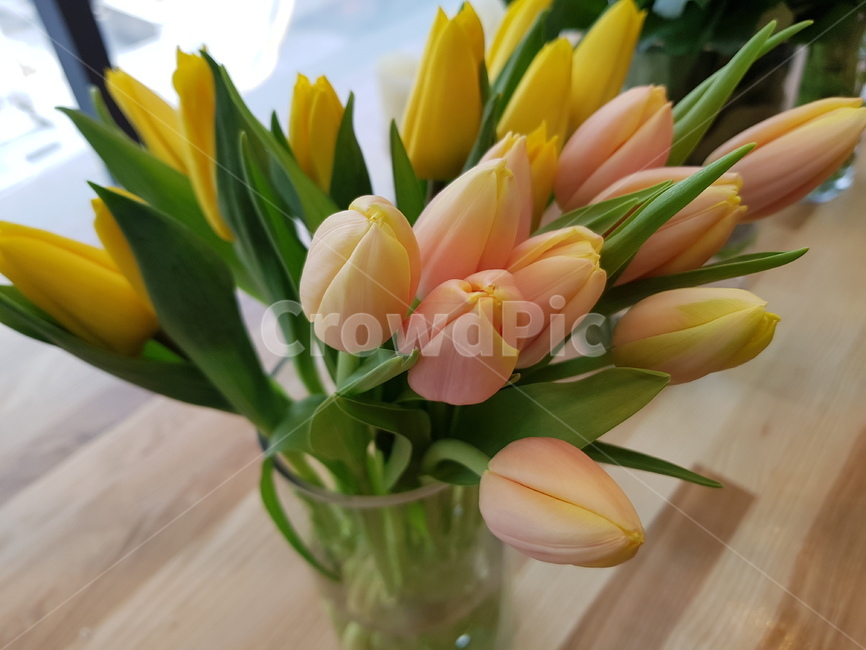 튤립,꽃,플라워,flower,힐링,오렌지,플로리스트