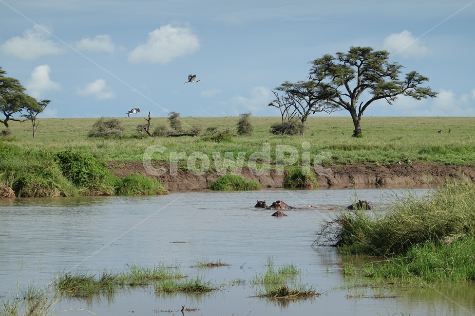 nature,자연,grassland,water,물,대초원,하마,hippo,대자연,자연,풍경,nature,landscape