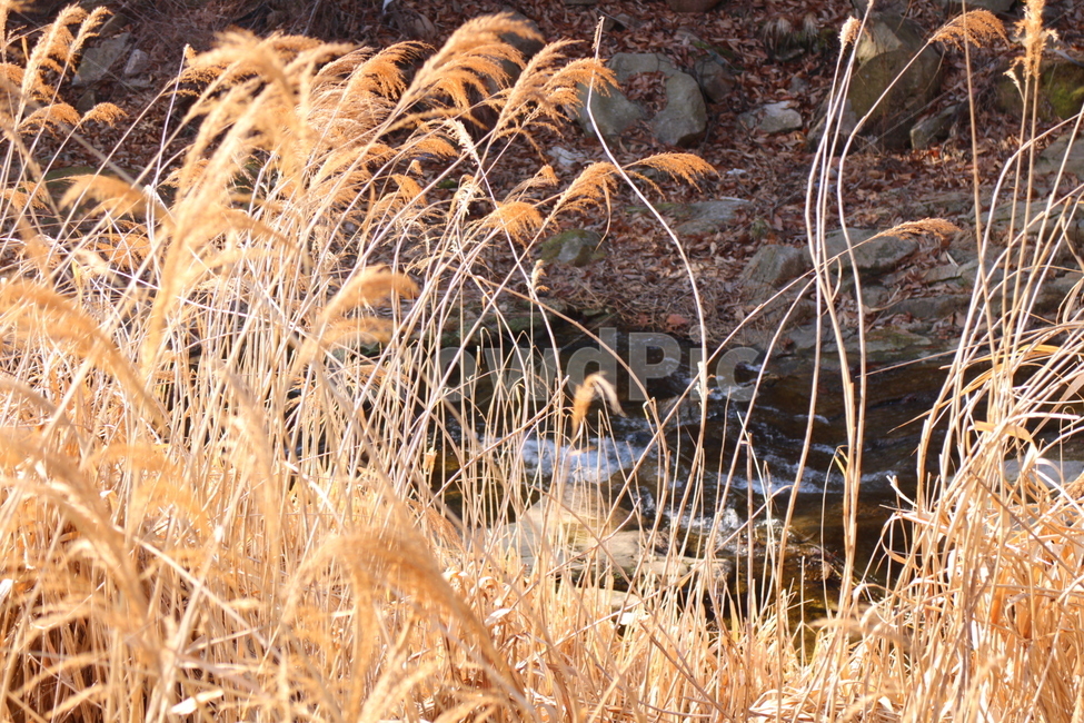 자연,갈대,산,계곡,가을,가을,계절,fall,autumn,season,식물,자연,plants,nature,grass,잔디,plant