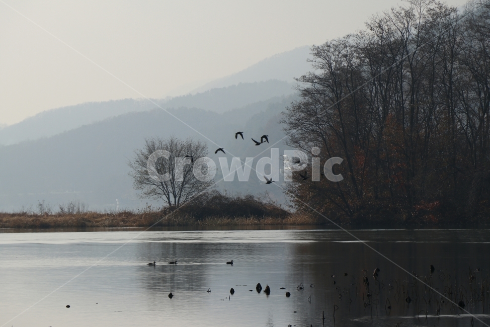 겨울,풍경,호수,아침,철새,오리,동물,animal,조류,새,birds