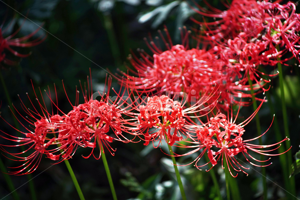 꽃무릇,상사화류,석산,독무릇,산오독,산두초,redspiderlily,가을,빨간꽃,식물,화단용,꽃꽂이용,식물,자연,plants,nature,꽃,flower