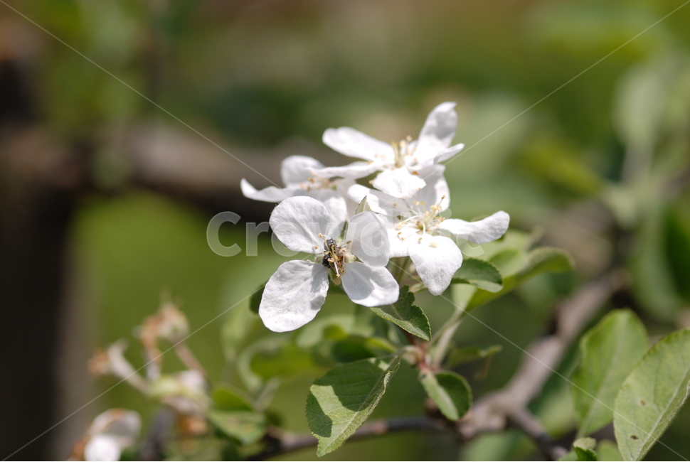 식물,꽃,flower,사과,사과꽃,애플,흰꽃,나무,꽃,flower