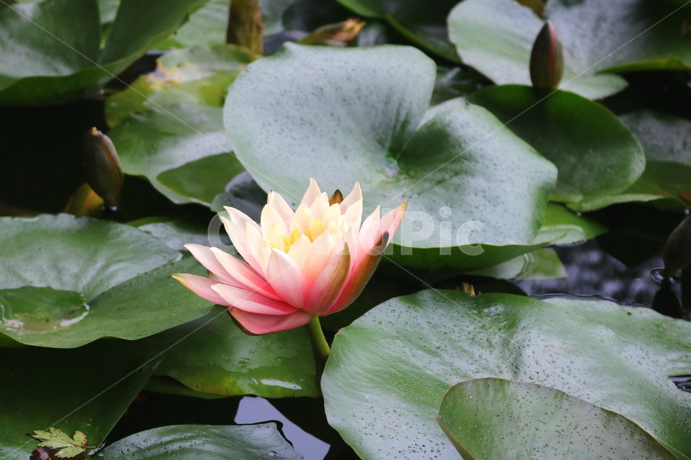 수련,연꽃,연잎,식물,수생식물,연,자연,식물,자연,plants,nature,꽃,flower