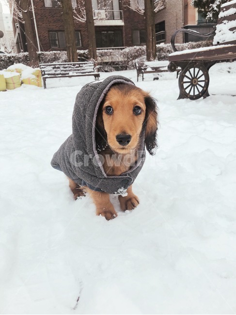 장모닥스훈트,닥스훈트,애견,강아지,반려견,겨울,계절,winter,season,동물,animal,포유류,mammal,개,강아지,dog,doggy