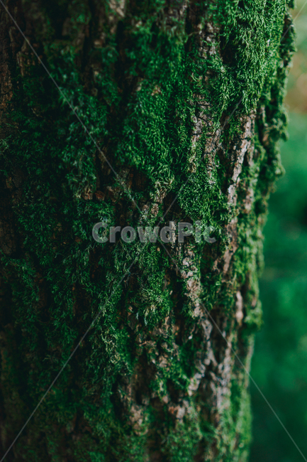 plant,식물,moss,이끼,나무,식물,자연,plants,nature,나무,trees,wood