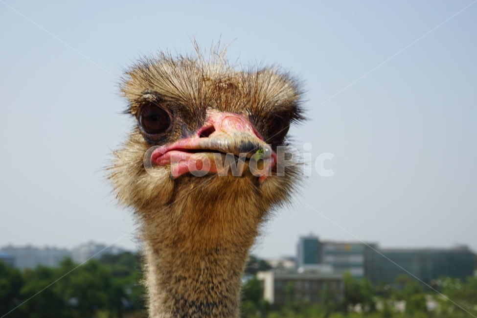 타조,동물,조류,새,부리,타조얼굴,클로즈업,ostrich,동물,animal,조류,새,birds