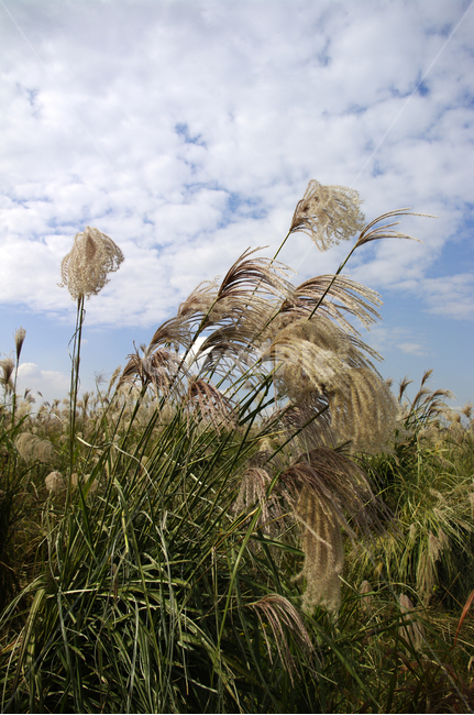가을,억새,자연,nature,식물,plant,하늘,구름,자연,풍경,nature,landscape,grass,잔디,lawn,reed,갈대