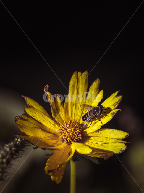 plant,식물,bee,벌,animal,동물,곤충,insect,식물,자연,plants,nature,꽃,flower