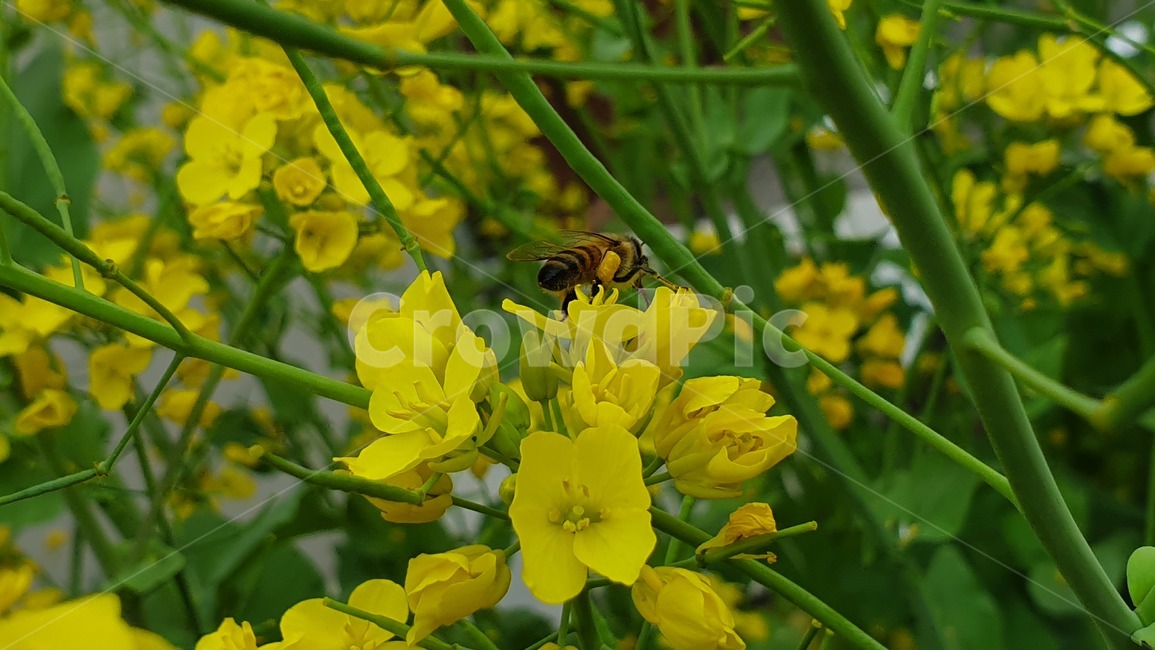 벌,노란색,유채꽃,꿀벌,매크로,접사,귀여움,yellow,bee,일벌,work,봄,계절,spring,season,식물,자연,plants,nature,꽃,flower,동물,animal,곤충,벌레,insect,bug,invertebrate,무척추 동물,honey bee