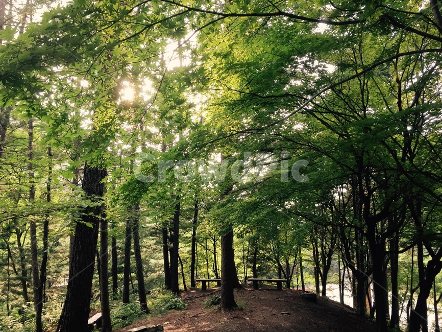 forest,숲,land,나라,plant,식물,tree,나무,nature,woodland,삼림지,outdoors,옥외,vegetation,초목,grove,작은숲
