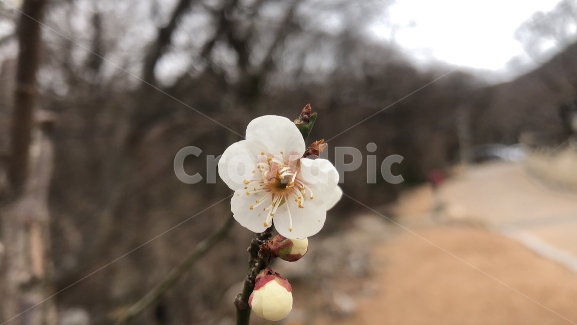 봄,벚꽃,나무,꽃,자연