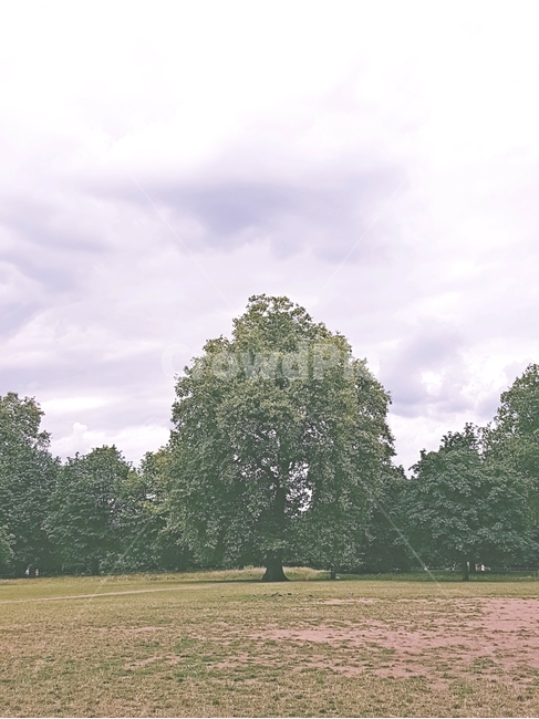 왕따나무,공원,힐링,나무,식물,영국,런던,자연,풍경,nature,landscape,식물,plants,나무,trees,wood,tree,plant