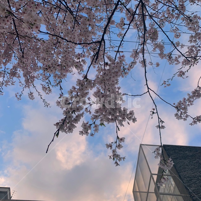 벚꽃,나무,봄,하늘,꽃,봄,계절,spring,season,plant,식물