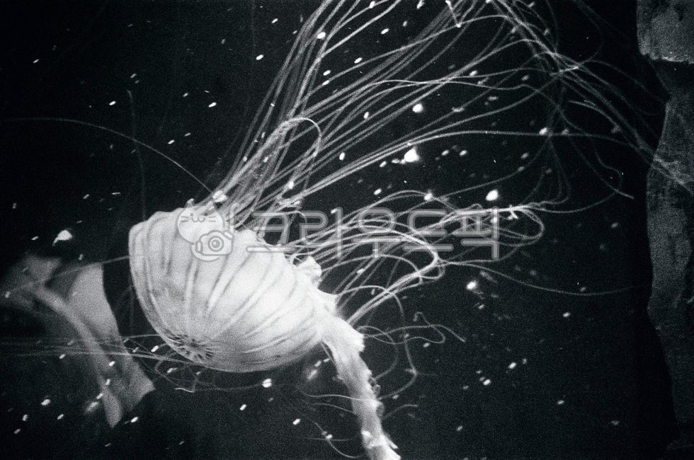 jellyfish,aquarium,sea,black and white,film