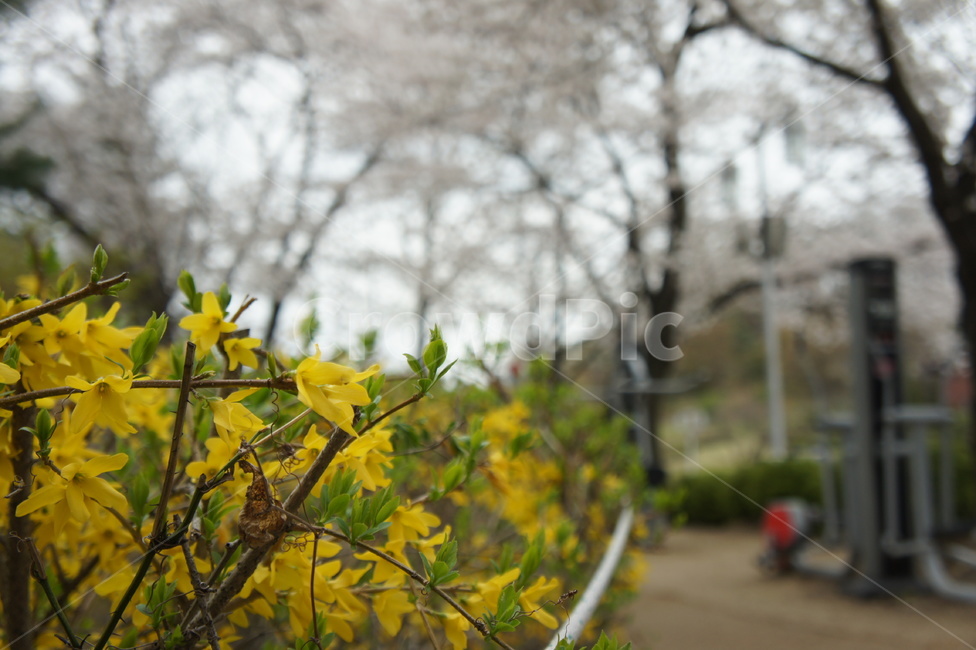 식물,plant,개나리,벚꽃,나무,tree,꽃,flower,식물,자연,plants,nature,꽃,flower