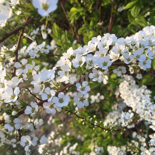 꽃,나무,조팝나무,흰꽃,나뭇가지,잎,하얀꽃,봄,spring,flower,꽃봉오리,봄꽃,화이트,화창함,맑은날,봄날,조팝나무꽃