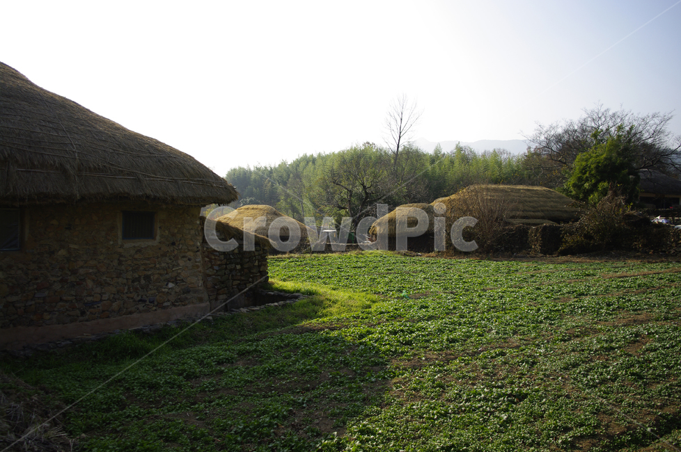 초가지붕,전통가옥,한국,초가집,풍경,초록,밭,시골,마을,풍경,landscape,country,rural,town,한국전통,한국문화,korean traditional,korean culture