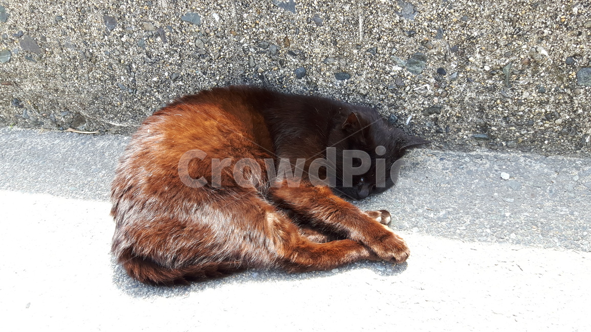 고양이,고양이섬,일본고양이,후쿠오카,아이노시마