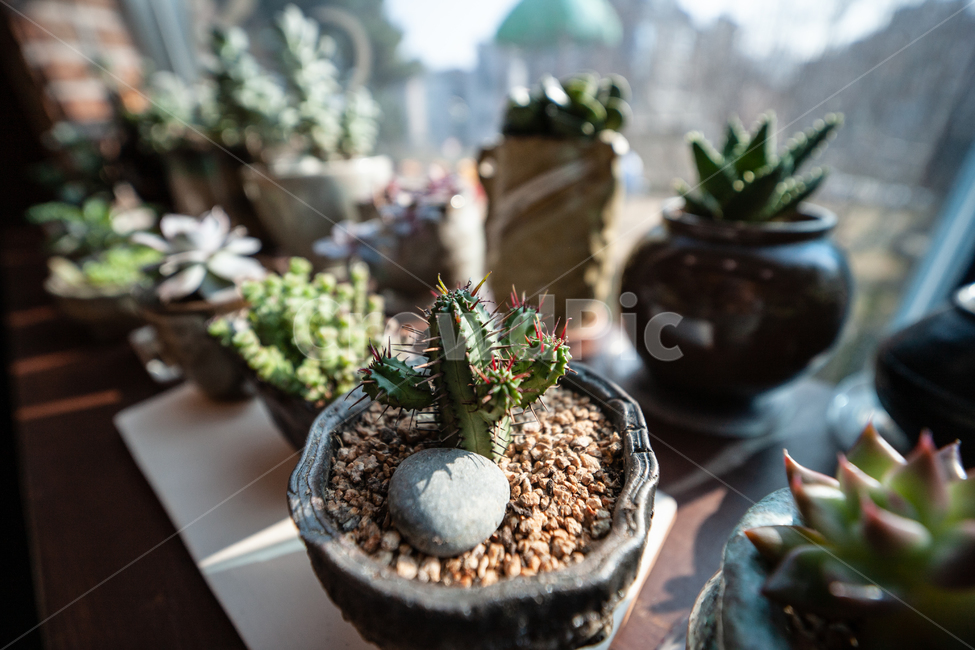 식물,창가,빛,다육식물,botanical,plant,식물,자연,plants,nature