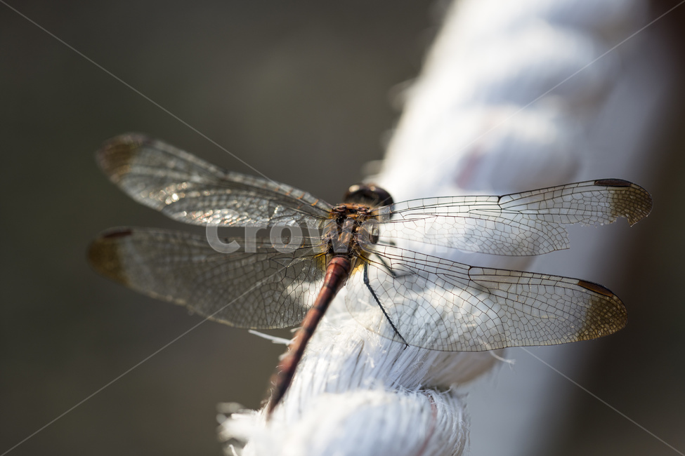 잠자리,곤충,절지동물,날개,밧줄,줄,가을,자연,접사,동물,animal,곤충,벌레,insect,bug