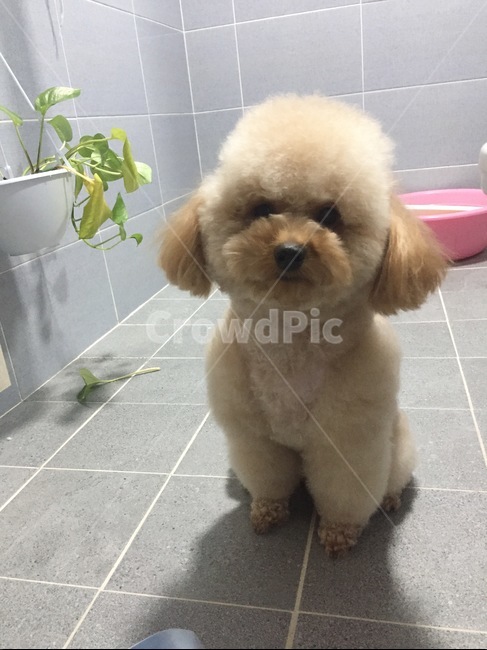 강아지,욕실강아지,털풍성한강아지,푸들,갈색강아지,동물,animal,포유류,mammal,개,강아지,dog,doggy