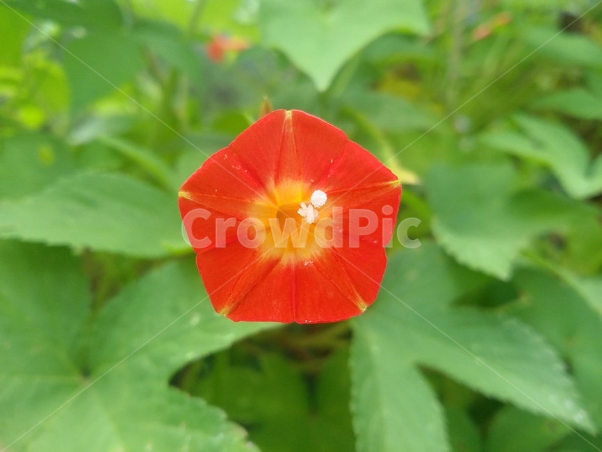 꽃,들꽃,식물,자연,flower,natuer,plant,식물,자연,plants,nature,꽃,flower