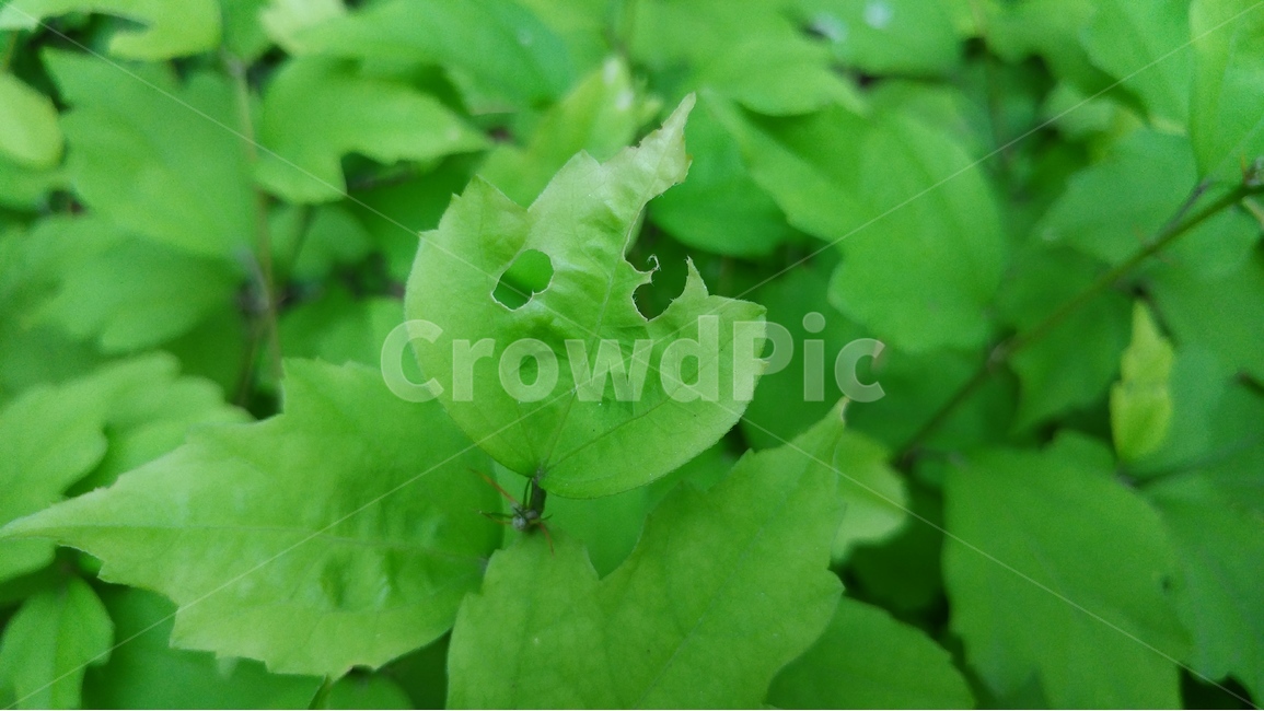 녹색,자연,배경,초록,신선함,식물,자연,plants,nature