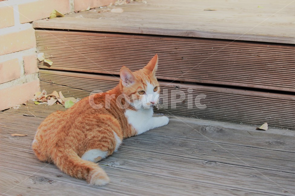 고양이,길냥이,cat,animal,동물,동물,animal,포유류,mammal,고양이,cat,kitten,kitty