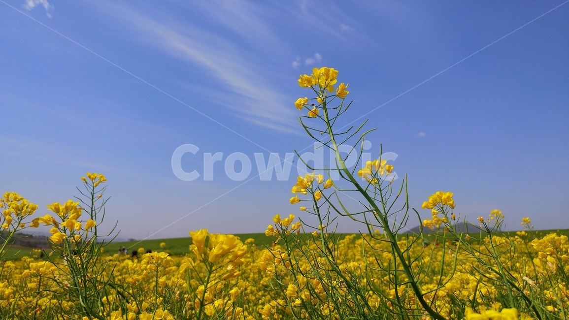 하늘,초원,구름,유채꽃,푸른,풍경,landscape,sky,자연,바탕,background,들판,초록,green,노란,꽃,flower,유채꽃밭,봄,계절,spring,season,field,들,grassland,목초지,outdoors,옥외,nature,meadow,farm,농장,rural,농촌