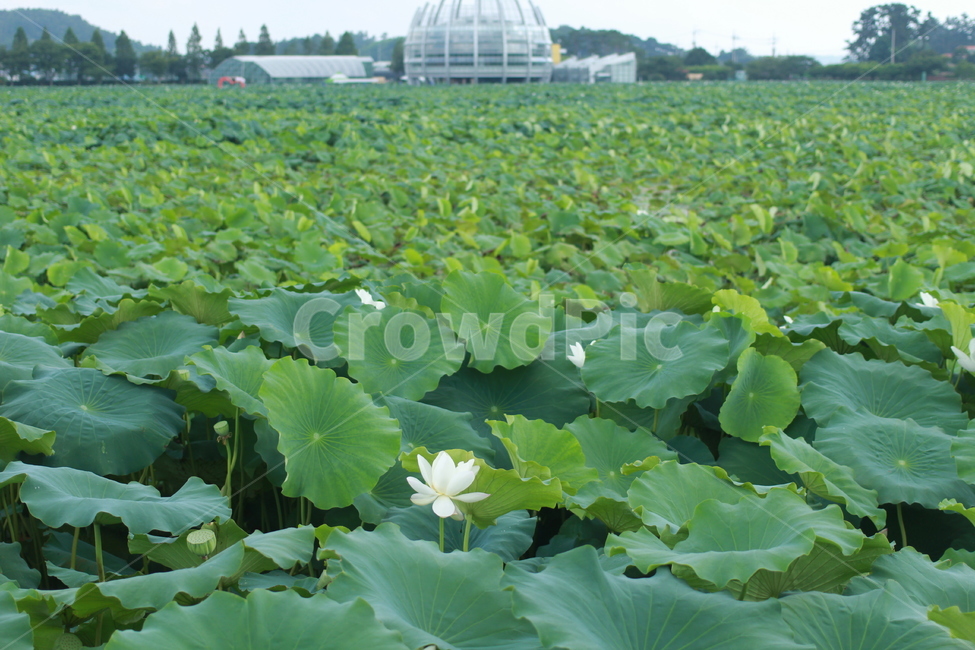 연잎,연꽃,물방울,식물,plant,식물,자연,plants,nature,꽃,flower