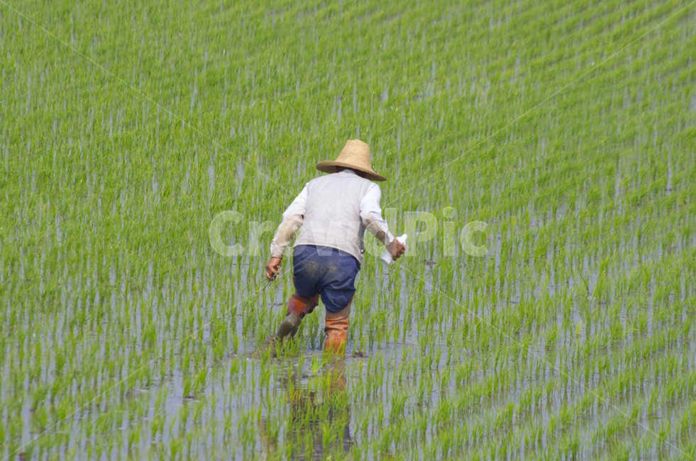 논,시골,농부,농촌,여름,농사,풍경,자연,경치,한국,농업,농사,agriculture,farming,farming industry