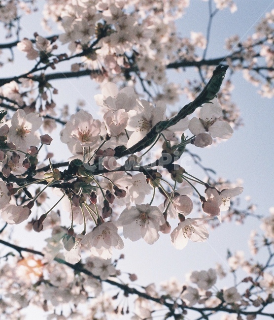 벚꽃,벚나무,봄,cherryblossom,blossom,flower,꽃,봄꽃,spring,봄,계절,spring,season,식물,자연,plants,nature,꽃,flower,plant,cherry blossom