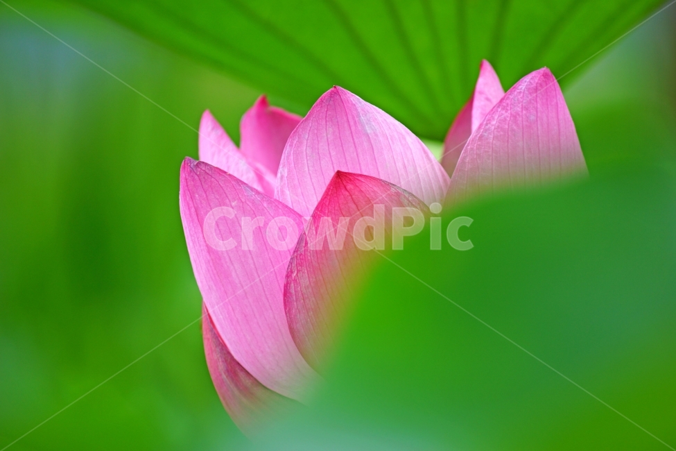 꽃,연꽃,이미지,봄,초록,식물,자연,plants,nature,꽃,flower