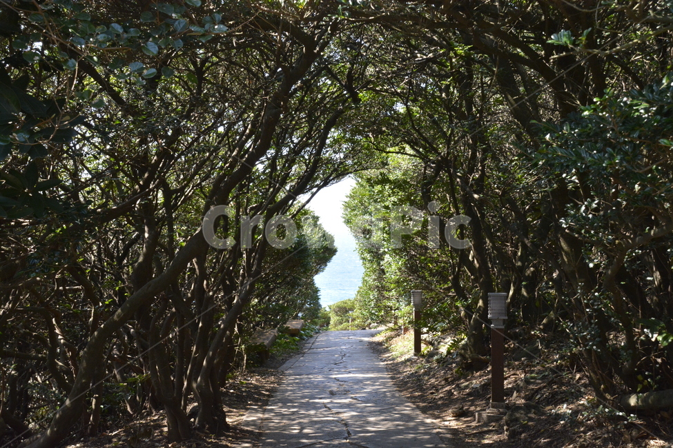 한반도,제주도,자연,나무,대한민국,자연,풍경,nature,landscape